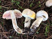 Agaricus xanthodermus image