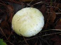 Amanita phalloides image