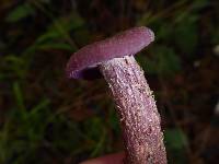 Laccaria amethysteo-occidentalis image