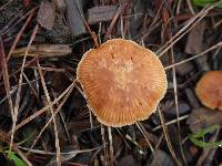 Tubaria furfuracea image