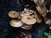 Armillaria mellea image