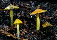 Hygrocybe singeri image