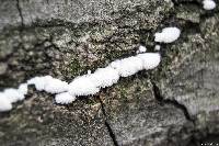 Schizophyllum commune image