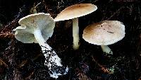 Leucopaxillus gentianeus image