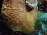 Armillaria mellea image