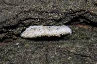 Schizophyllum commune image