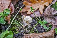 Helvella crispa image