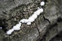 Schizophyllum commune image