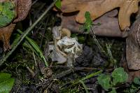 Helvella crispa image