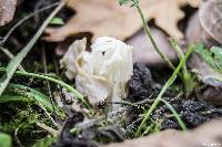 Helvella crispa image