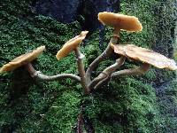 Armillaria mellea image