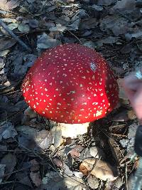 Amanita muscaria image