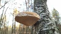 Fomitopsis betulina image