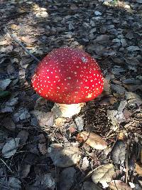 Amanita muscaria image