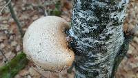 Fomitopsis betulina image