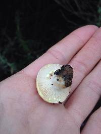 Lactarius xanthogalactus image