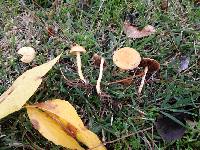 Agrocybe pediades image