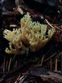 Ramaria abietina image