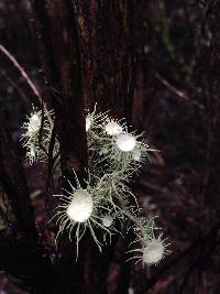 Usnea intermedia image