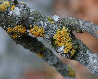 Xanthoria parietina var. parietina image