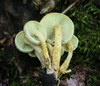 Hypholoma fasciculare image