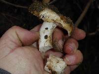 Russula cerolens image