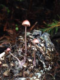 Mycena purpureofusca image