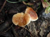 Gymnopus brassicolens var. brassicolens image