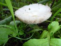 Volvariella gloiocephala image