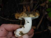 Russula cerolens image