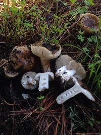 Russula cerolens image