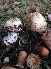 Amanita phalloides image