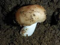 Russula cerolens image