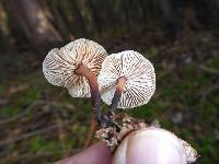 Gymnopus brassicolens var. brassicolens image