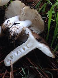 Russula cerolens image