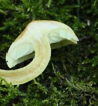 Hypholoma fasciculare image