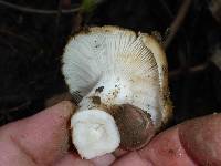 Russula cerolens image