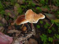 Gymnopus brassicolens var. brassicolens image