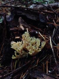 Ramaria abietina image