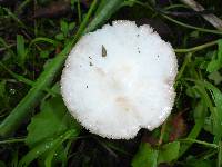 Volvariella gloiocephala image