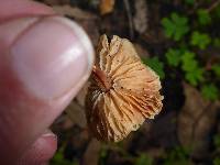 Gymnopus brassicolens var. brassicolens image