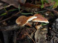 Gymnopus brassicolens var. brassicolens image