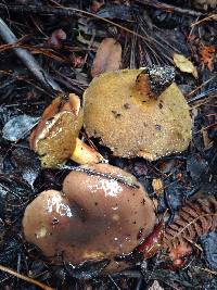 Suillus pseudobrevipes image