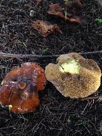 Suillus pungens image