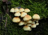 Hypholoma fasciculare image