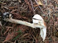 Chlorophyllum brunneum image