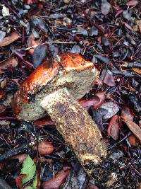 Leccinum manzanitae image