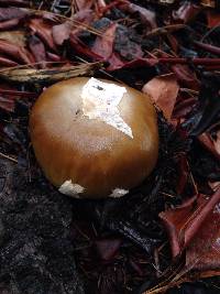 Amanita calyptroderma image