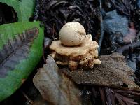 Geastrum saccatum image