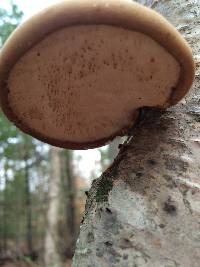 Fomitopsis betulina image